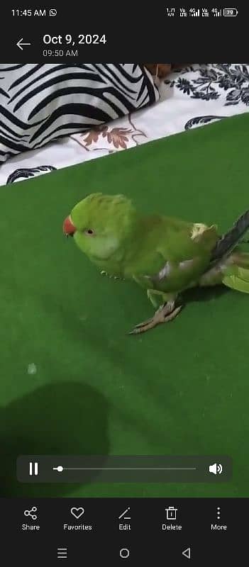 talking parrot 2