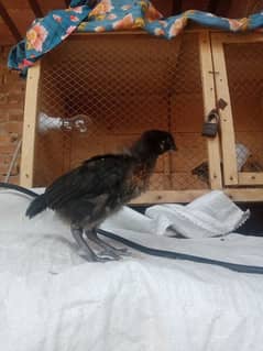 Golden misri chicks for sale healthy and active