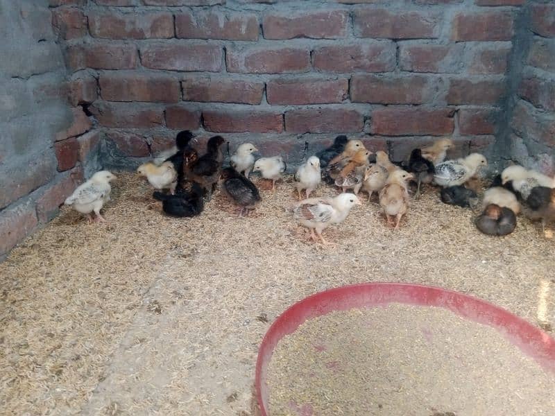 Golden misri chicks for sale healthy and active 1