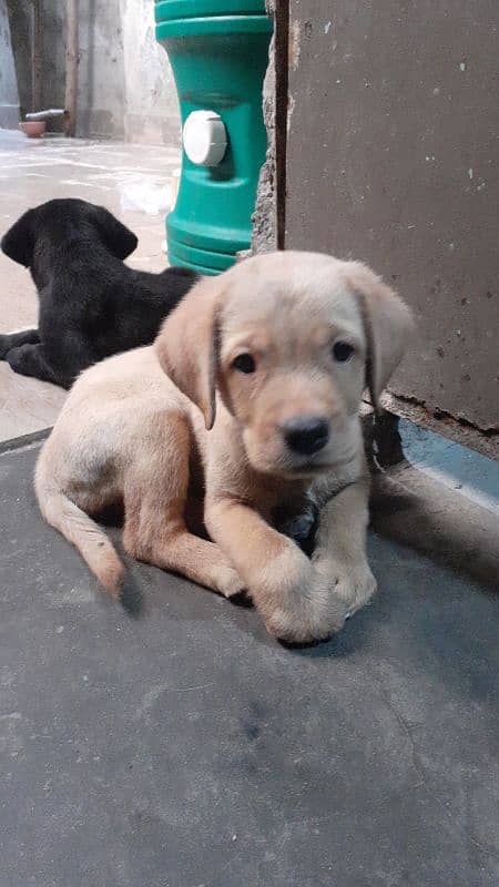 amarican labrador puppies extreem quality bread 1