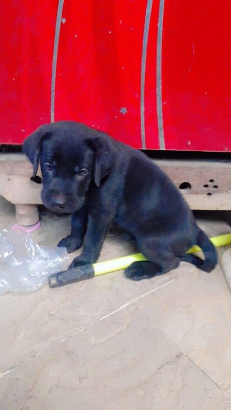 amarican labrador puppies extreem quality bread 2