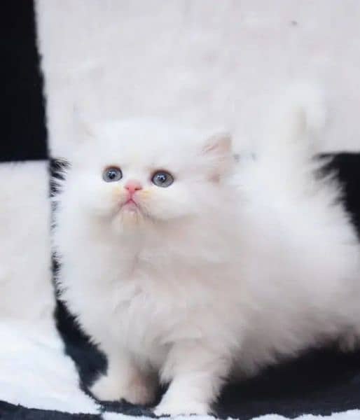 beautiful male kittenWhatsApp number03250=97=51=99 0