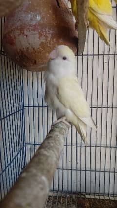 breeder love birds pair for sale