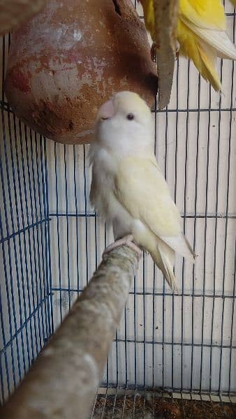 breeder love birds pair for sale 0