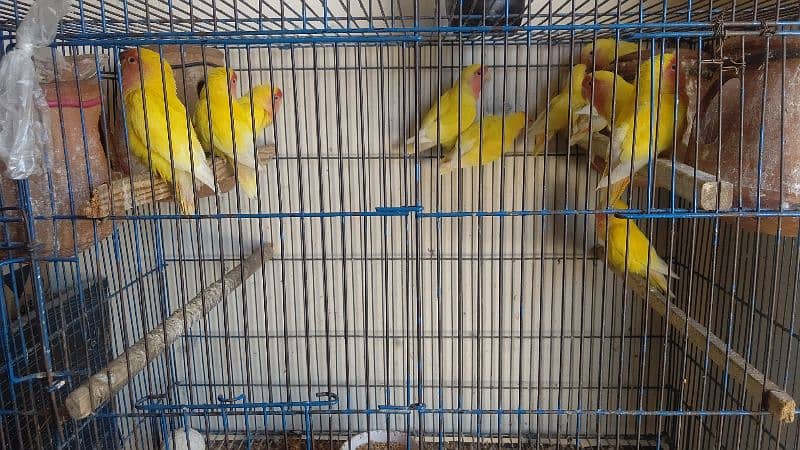 breeder love birds pair for sale 1