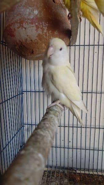 breeder love birds pair for sale 3