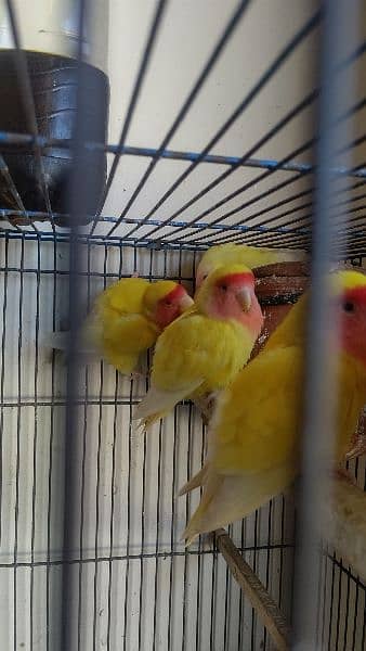 breeder love birds pair for sale 4