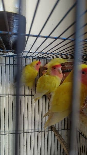 breeder love birds pair for sale 5