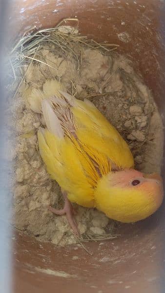 breeder love birds pair for sale 9