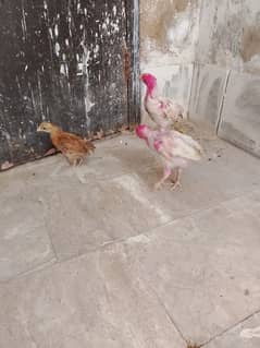 3 chicks chooza for sale