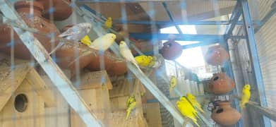 Budgie Pair + Red Eyes +  Breeders + patha + Aviary