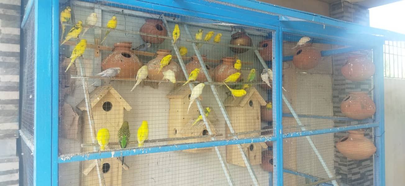 Budgie Pair + Red Eyes +  Breeders + patha + Aviary 3