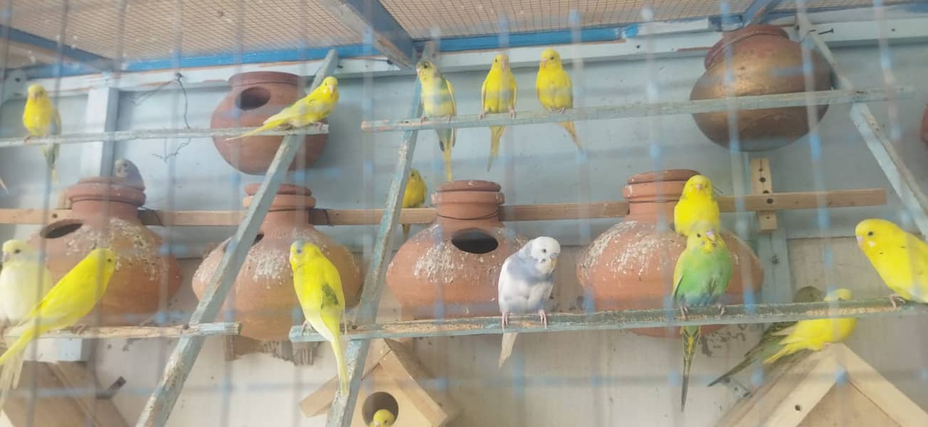 Budgie Pair + Red Eyes +  Breeders + patha + Aviary 5