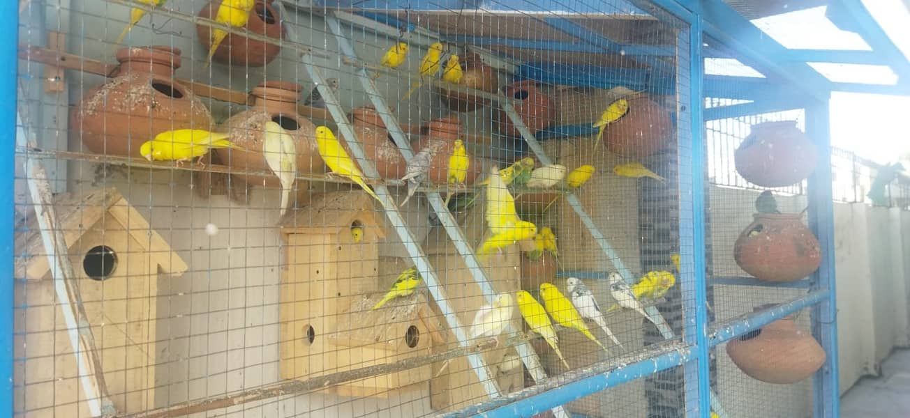 Budgie Pair + Red Eyes +  Breeders + patha + Aviary 8