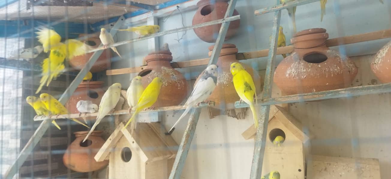 Budgie Pair + Red Eyes +  Breeders + patha + Aviary 9