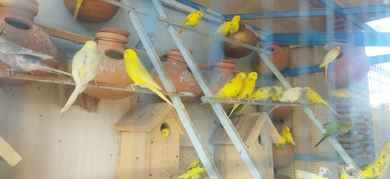 Budgie Pair + Red Eyes +  Breeders + patha + Aviary 11