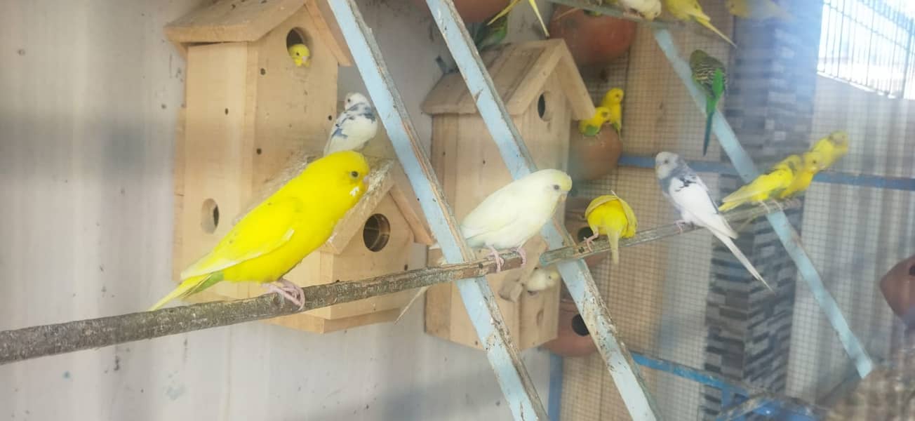 Budgie Pair + Red Eyes +  Breeders + patha + Aviary 12