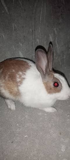 Very active breading male rabbit