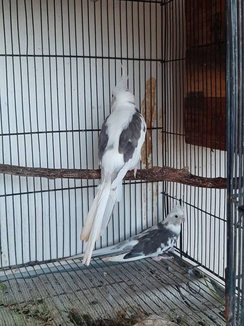 Eno red eye and Eno V pied pair for sale 1