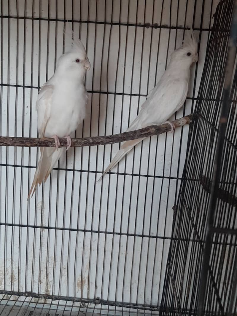 Eno red eye and Eno V pied pair for sale 4