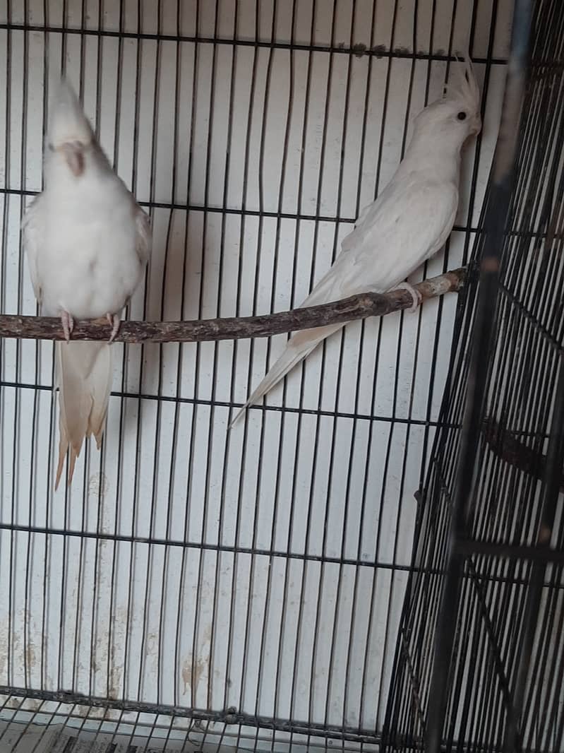 Eno red eye and Eno V pied pair for sale 5