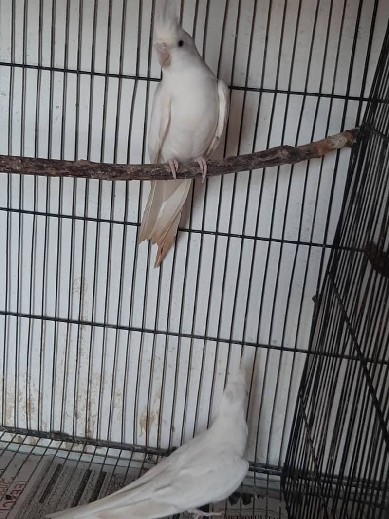 Eno red eye and Eno V pied pair for sale 6