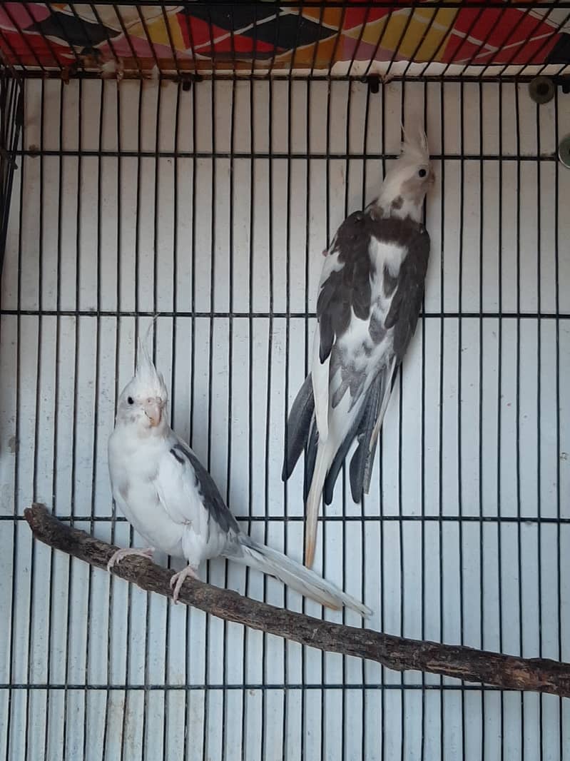 Eno red eye and Eno V pied pair for sale 8