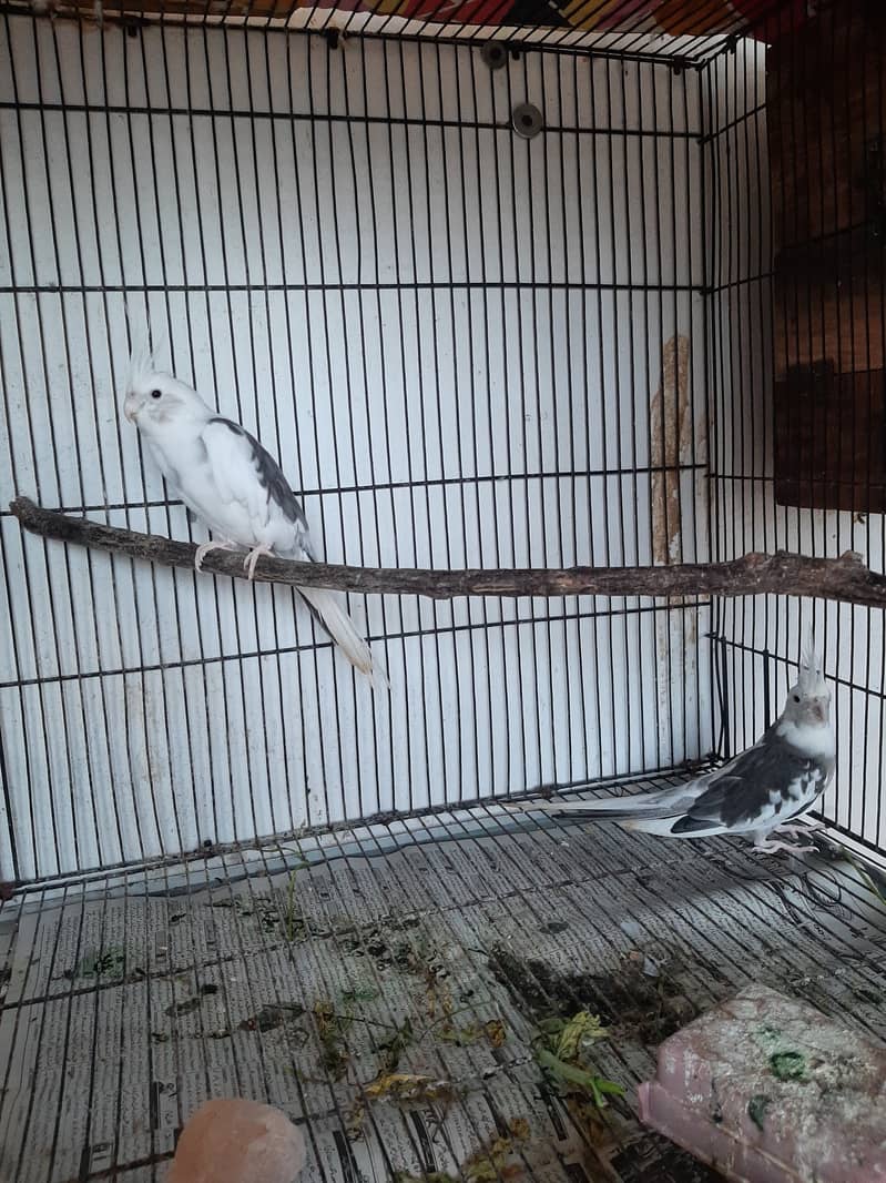 Eno red eye and Eno V pied pair for sale 9