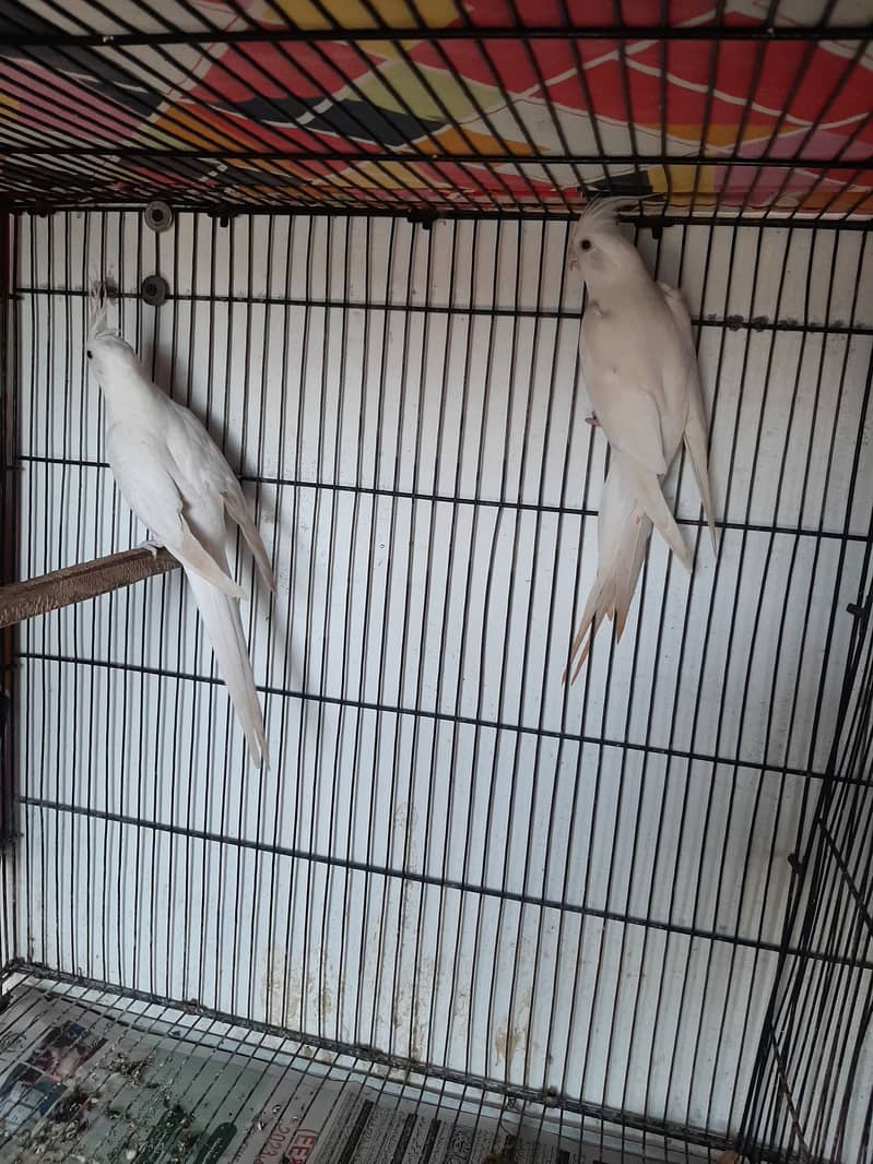 Eno red eye and Eno V pied pair for sale 10