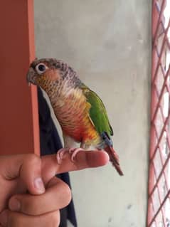 Green Cheek Conure / Red Factor