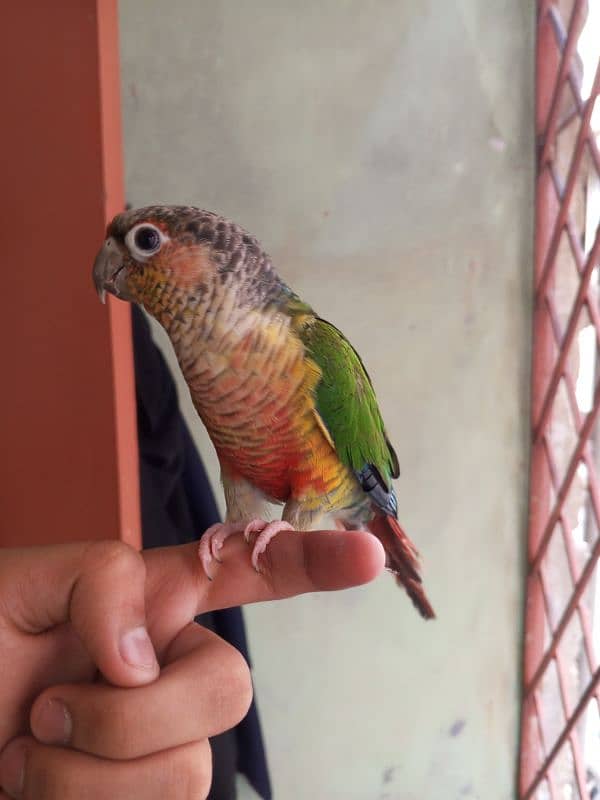 Green Cheek Conure / Red Factor 0