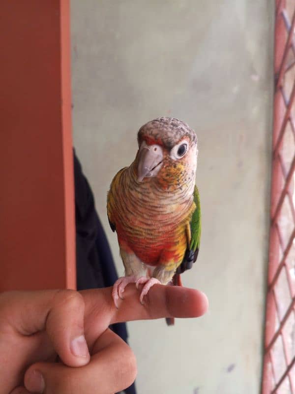 Green Cheek Conure / Red Factor 1