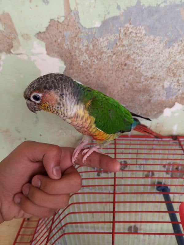 Green Cheek Conure / Red Factor 2