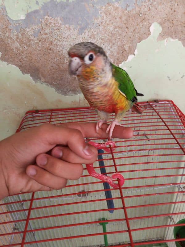 Green Cheek Conure / Red Factor 3