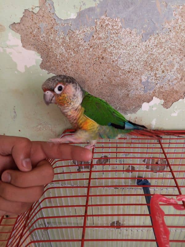 Green Cheek Conure / Red Factor 4