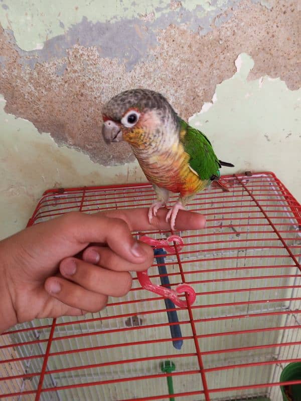 Green Cheek Conure / Red Factor 5