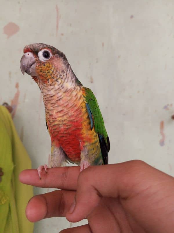 Green Cheek Conure / Red Factor 6