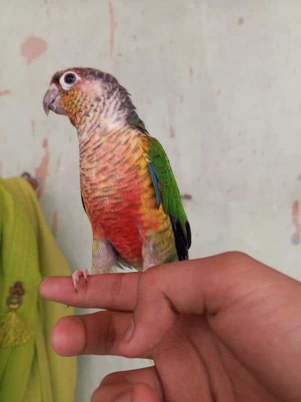 Green Cheek Conure / Red Factor 7