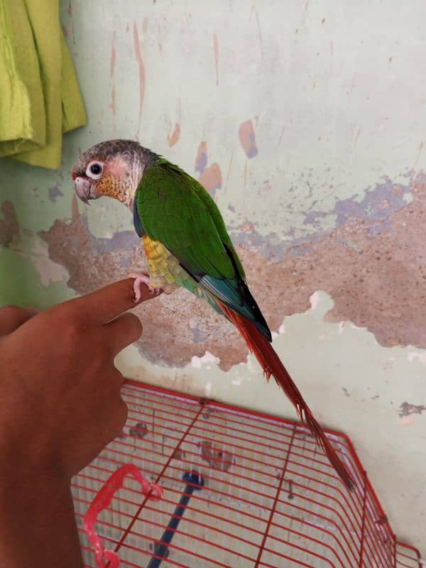 Green Cheek Conure / Red Factor 8