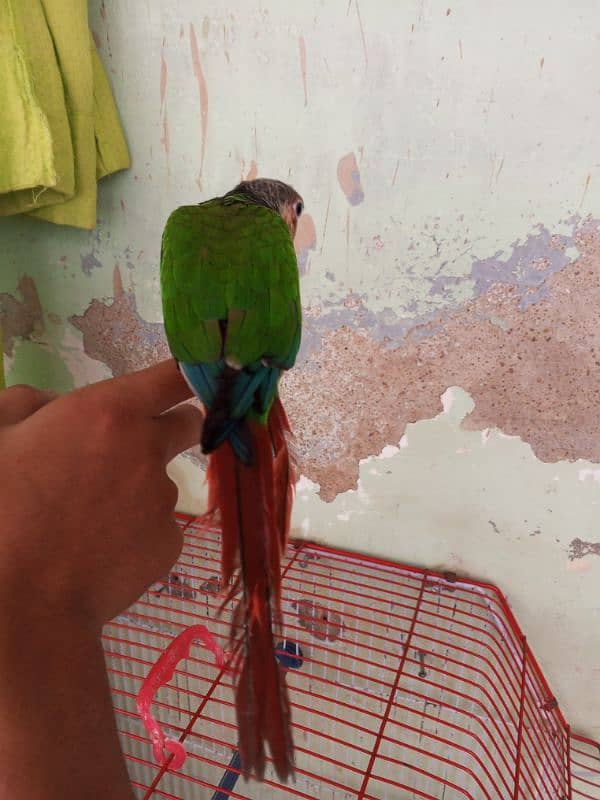 Green Cheek Conure / Red Factor 9