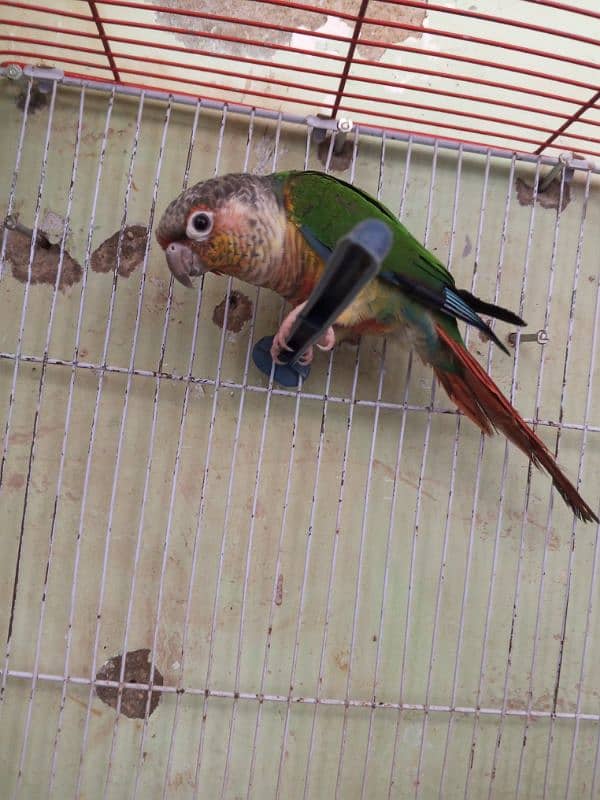 Green Cheek Conure / Red Factor 10