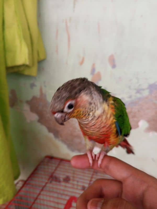 Green Cheek Conure / Red Factor 11