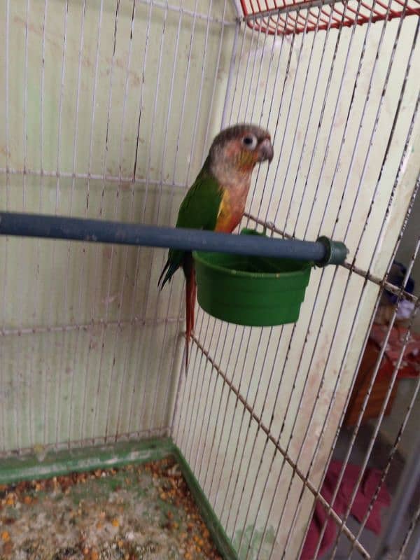 Green Cheek Conure / Red Factor 12