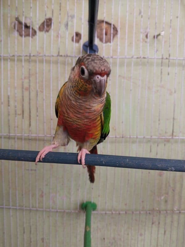 Green Cheek Conure / Red Factor 13