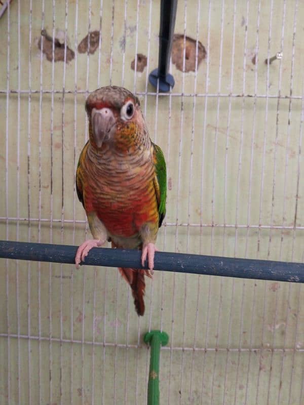 Green Cheek Conure / Red Factor 14