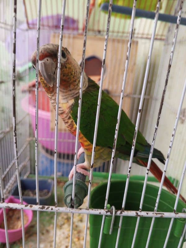 Green Cheek Conure / Red Factor 15