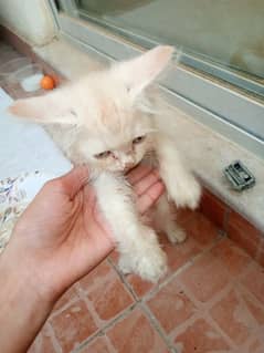 Persian kitten for sale