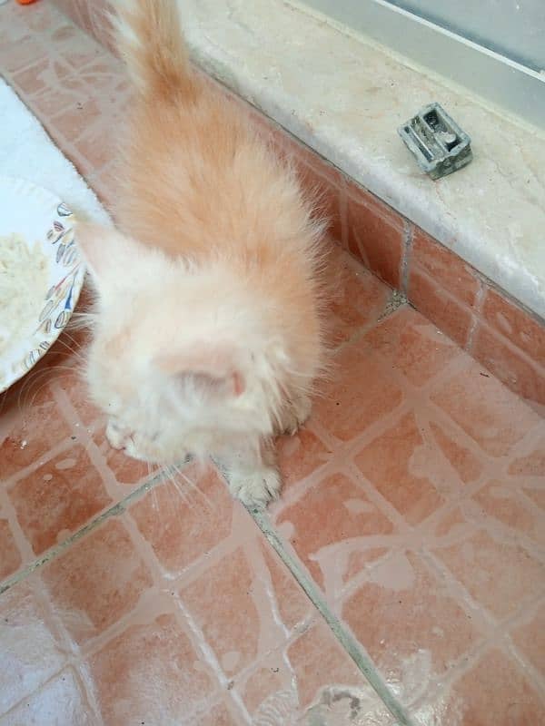 Persian kitten for sale 1