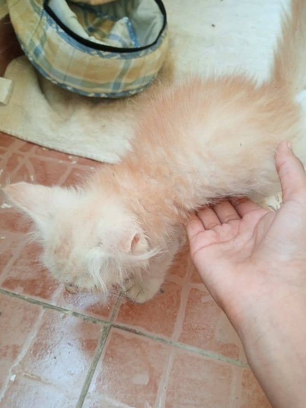 Persian kitten for sale 2