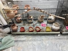 Zebra Finches Colony 10-12 pair With Cage 0